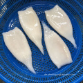 IQF Frozen Pazifik Tintenfischröhre U3 U5